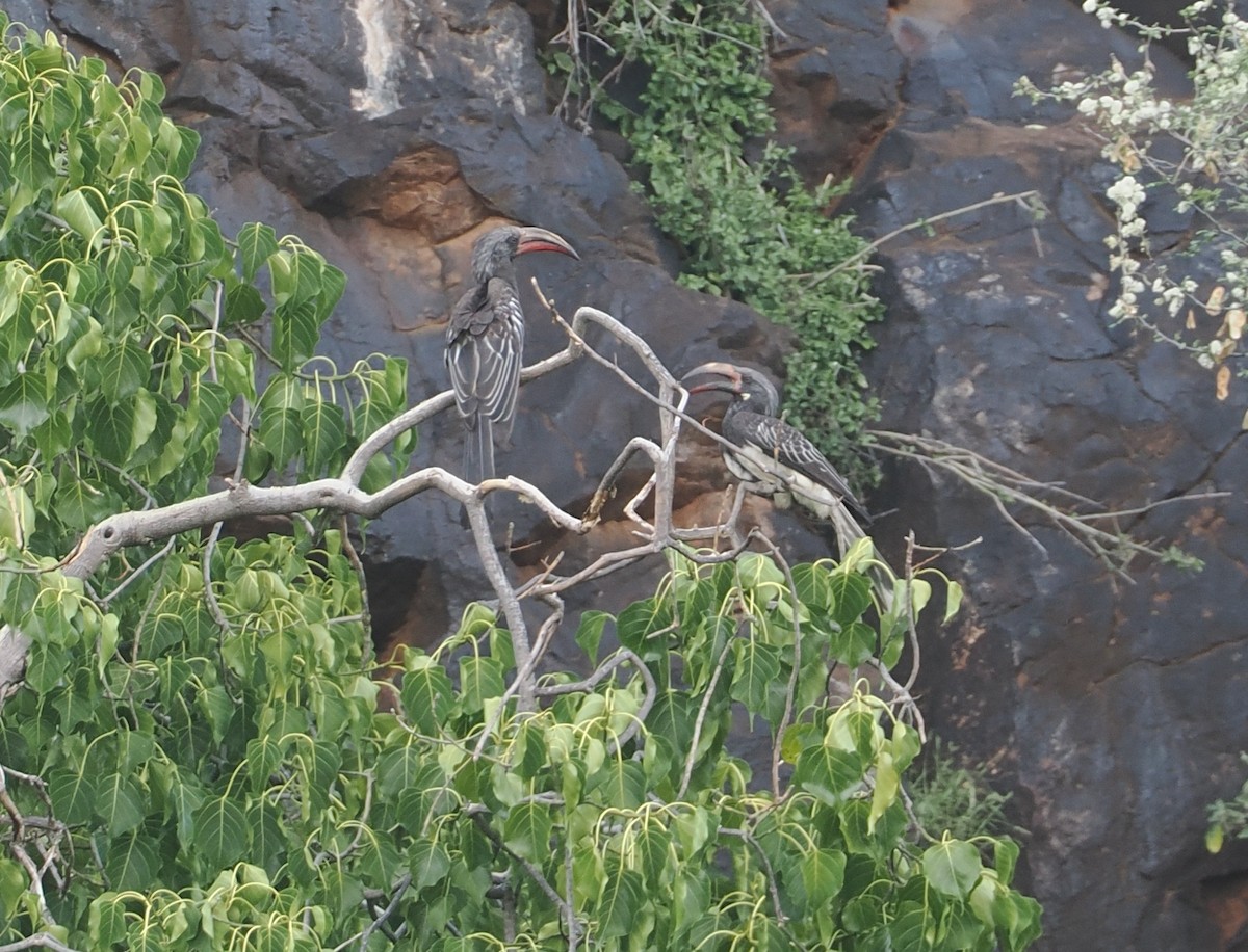 Hemprich's Hornbill - ML646607480