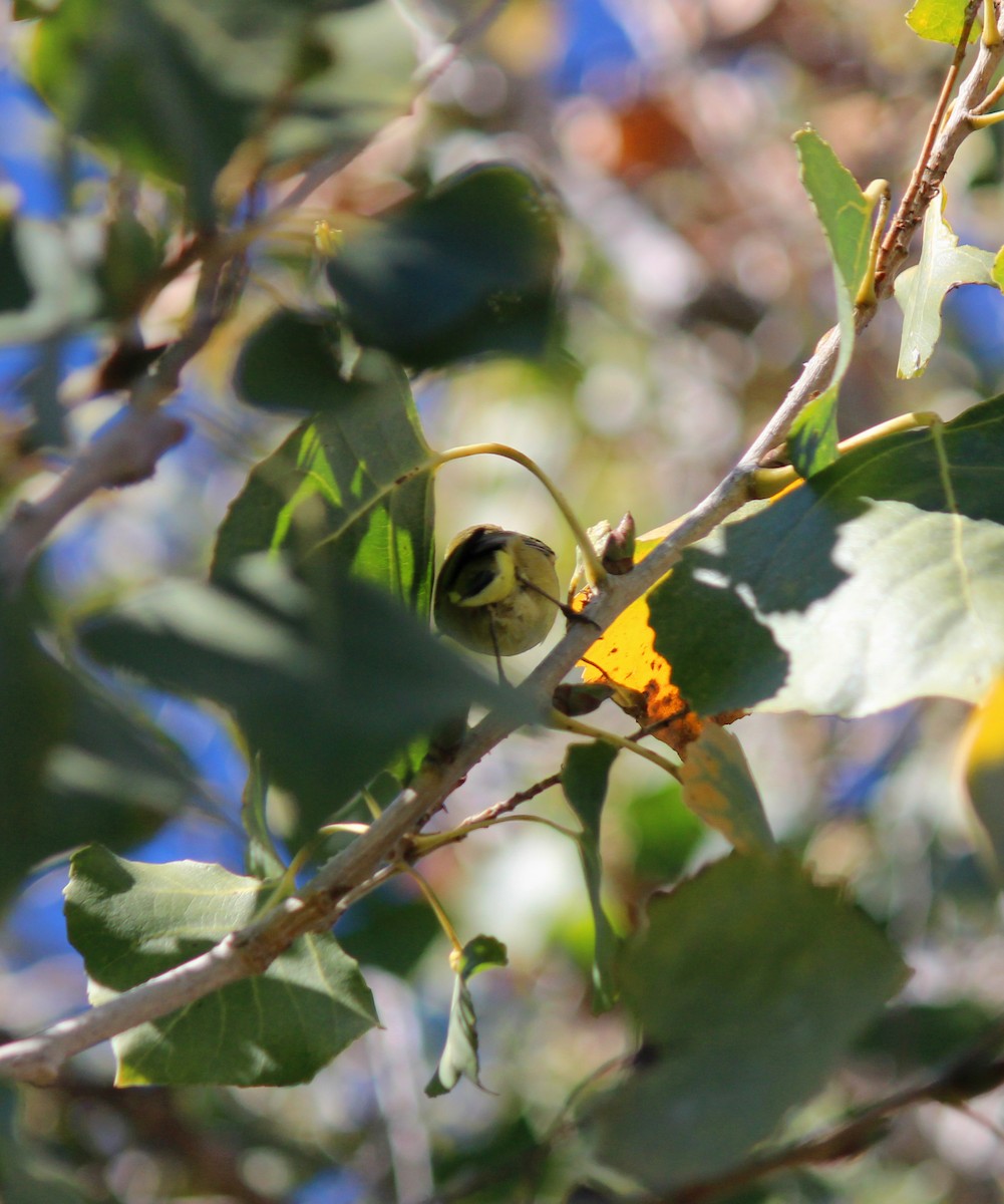 Orange-crowned Warbler - ML646607482