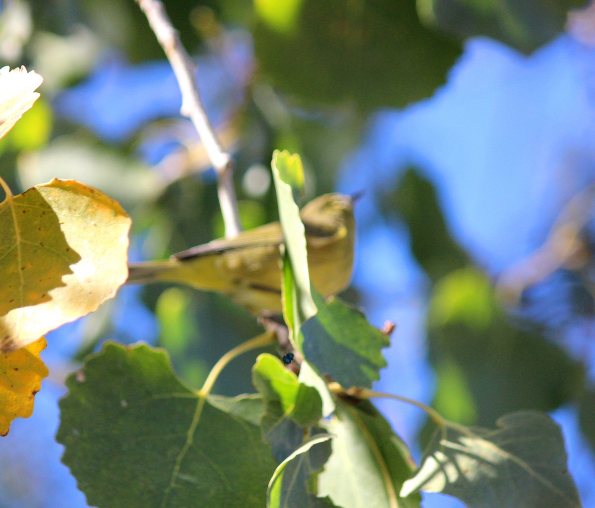 Orange-crowned Warbler - ML646607483