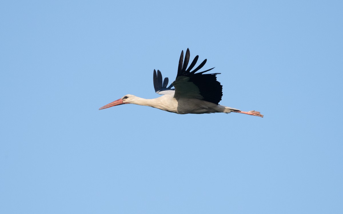 White Stork - ML646607484