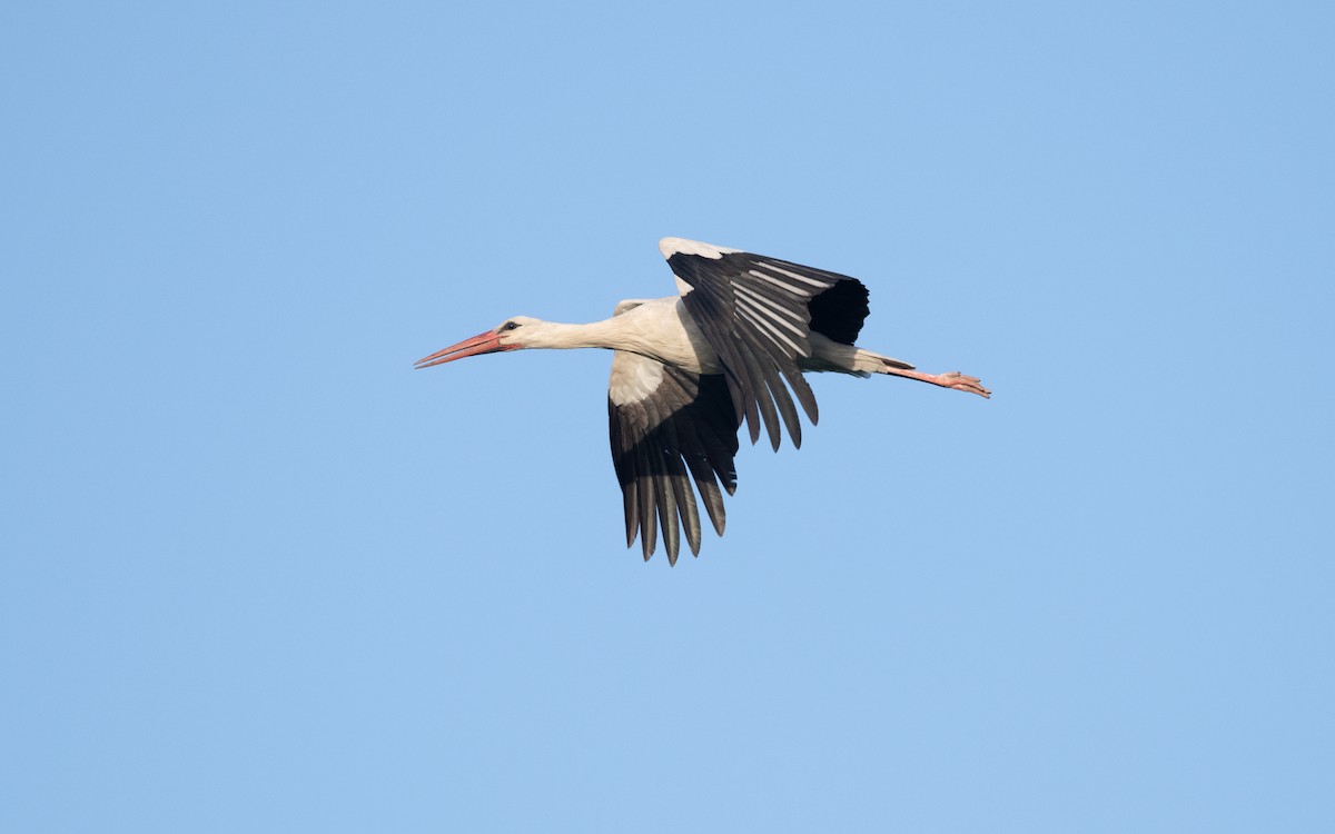 White Stork - ML646607485