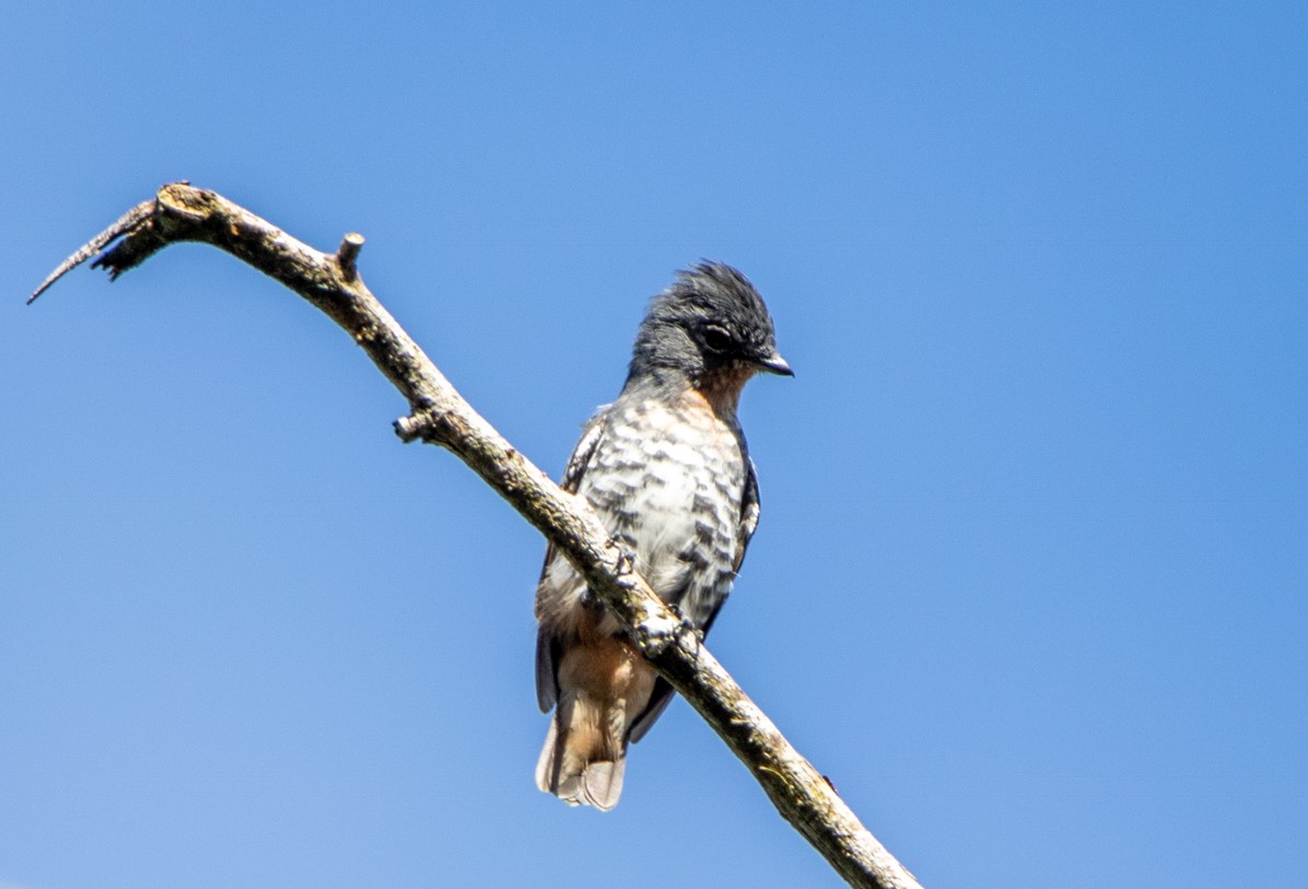 Buff-throated Purpletuft - ML646607486