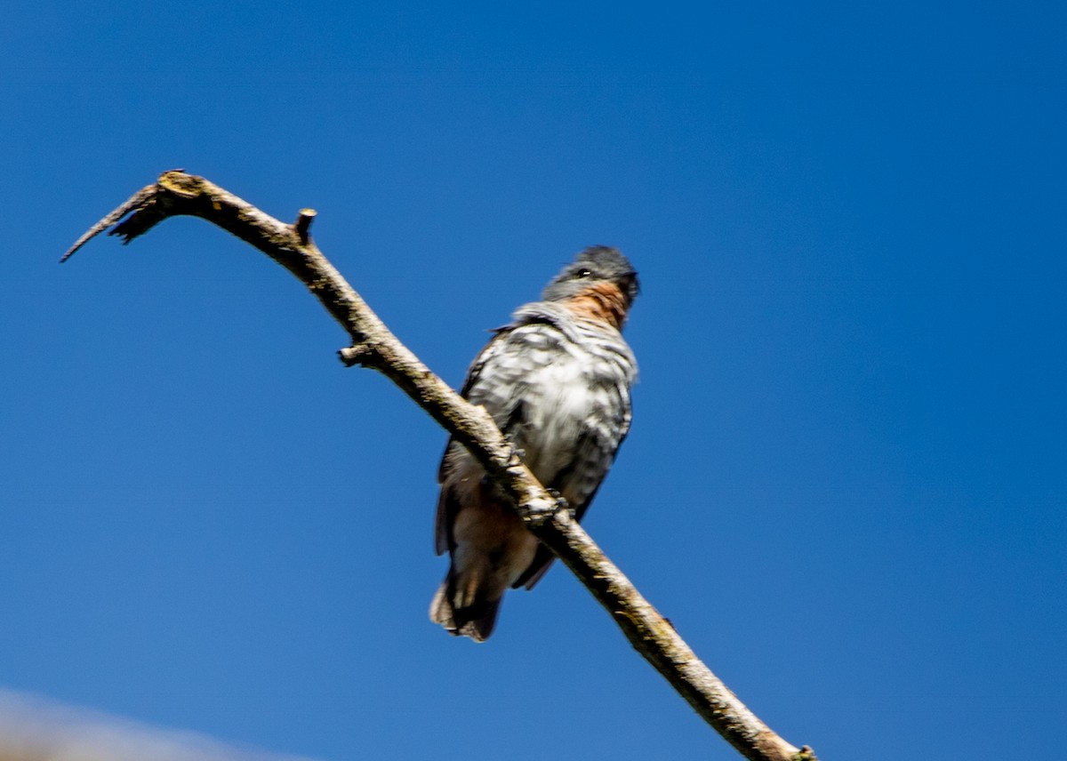Buff-throated Purpletuft - ML646607487