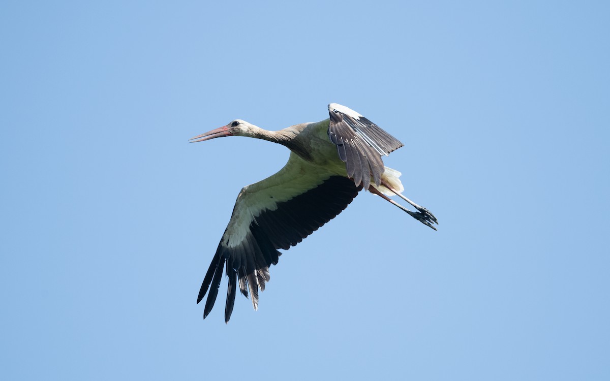 White Stork - ML646607488