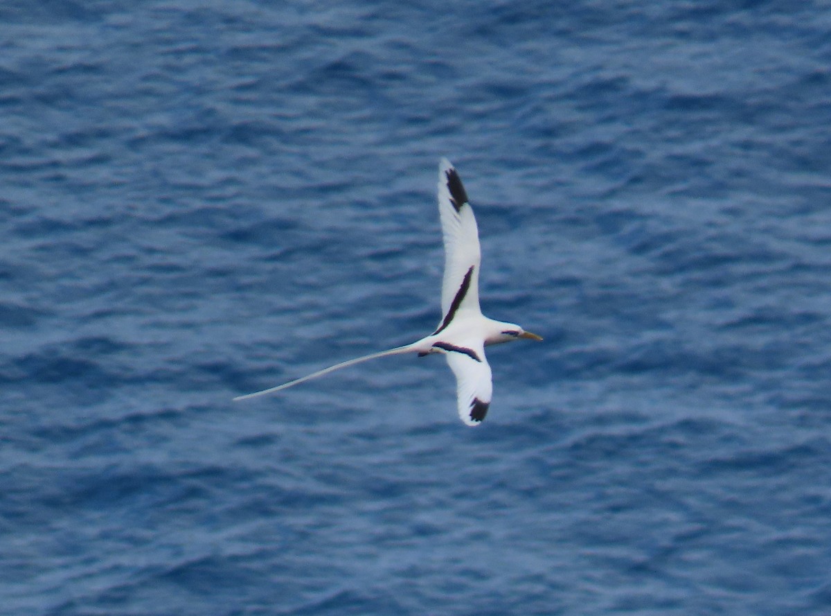 Phaéton à bec jaune - ML646607489