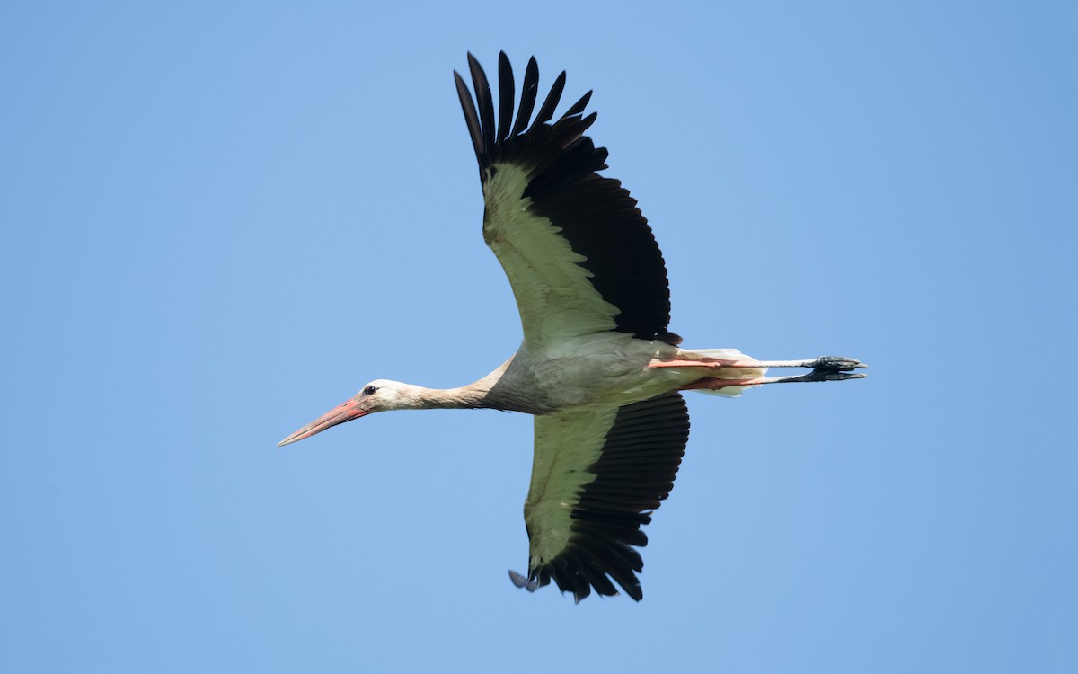 White Stork - ML646607490