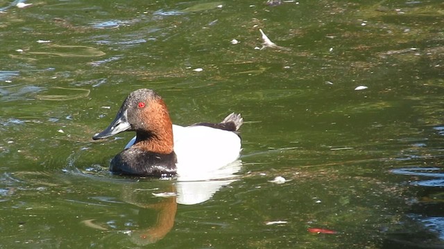 Canvasback - ML646607493