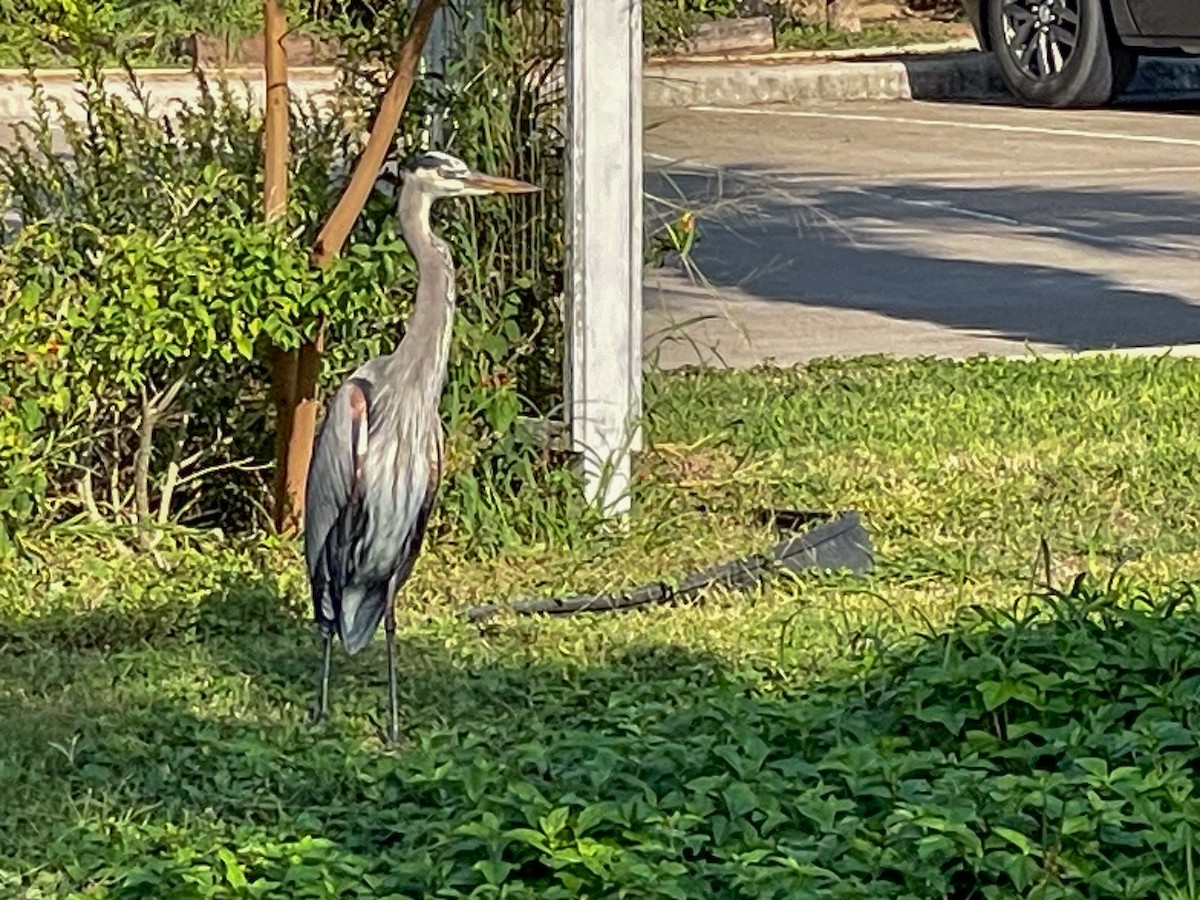 Great Blue Heron - ML646607494