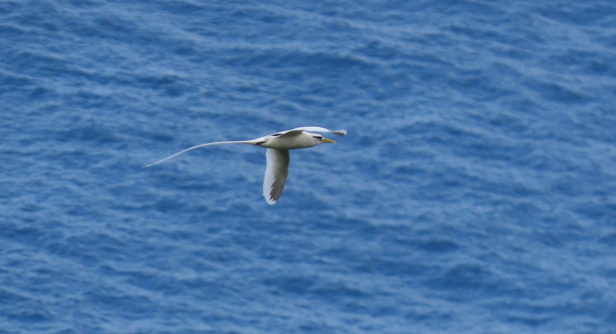 Phaéton à bec jaune - ML646607495