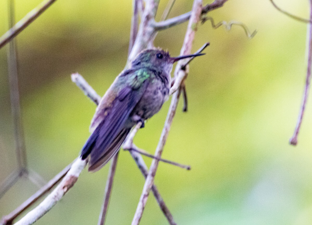 White-chinned Sapphire - ML646607496