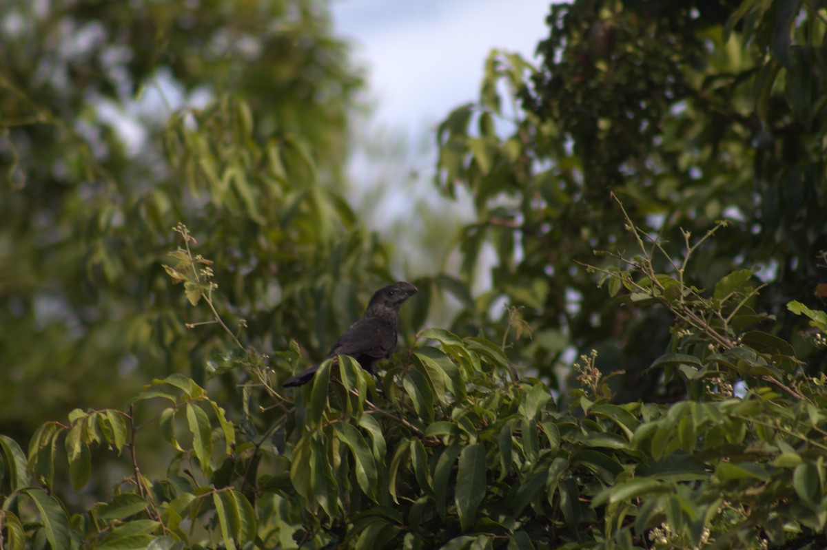 glattnebbani - ML646607497