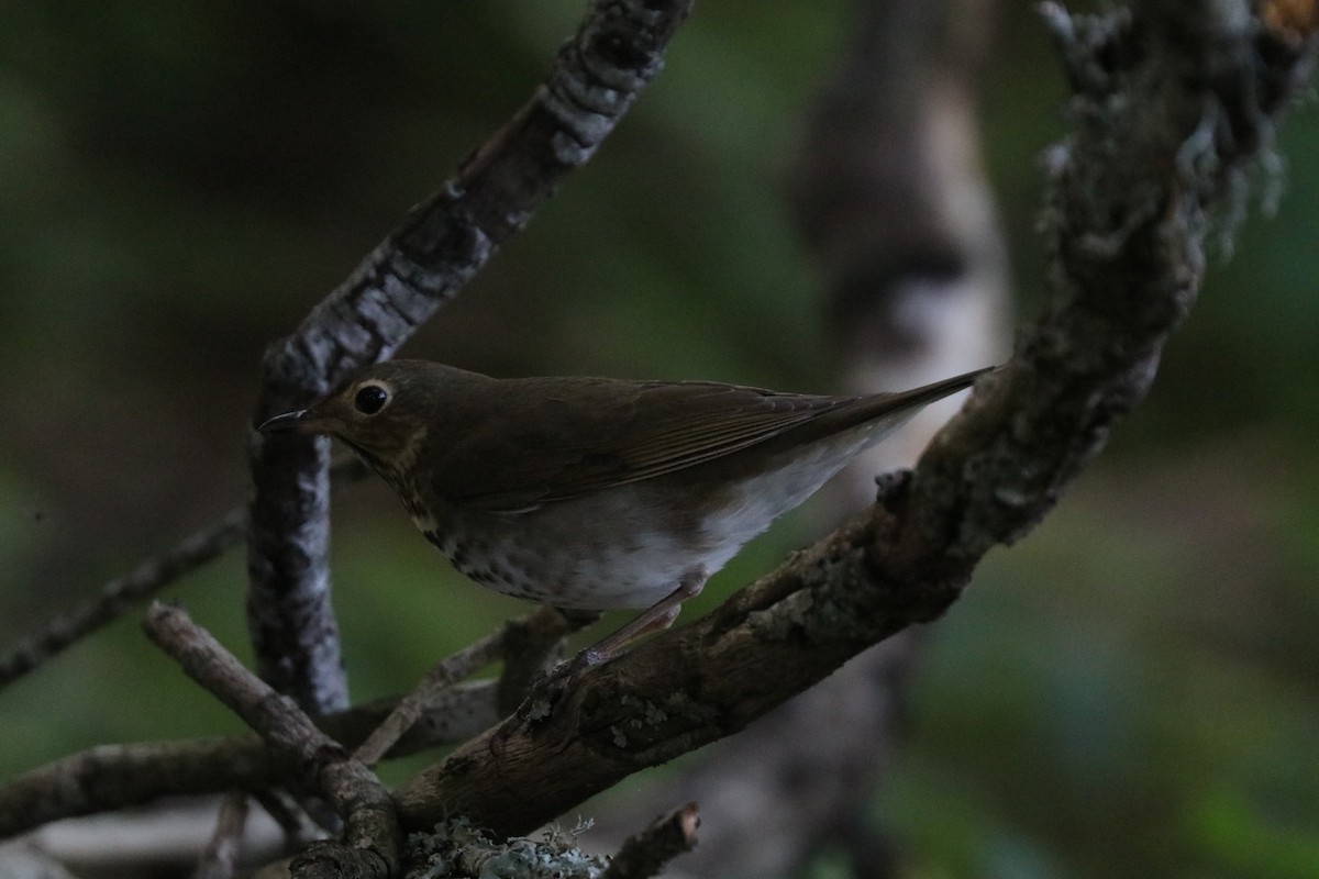 Swainson's Thrush - ML646607498