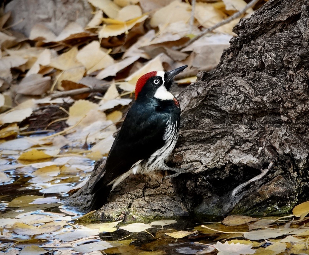 Acorn Woodpecker (Acorn) - ML646607499