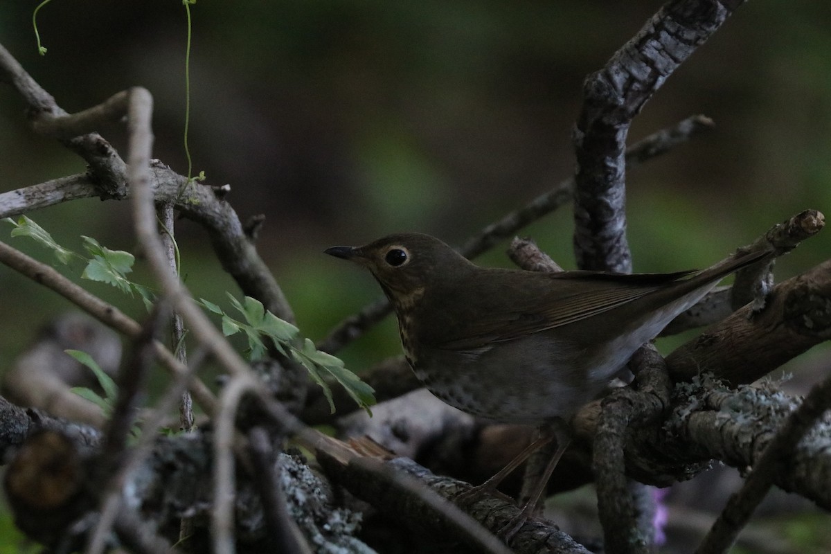 Swainson's Thrush - ML646607500