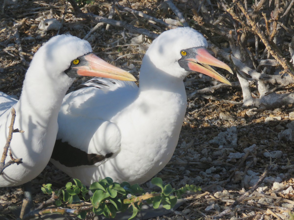 Zanga galapagoarra - ML646607501