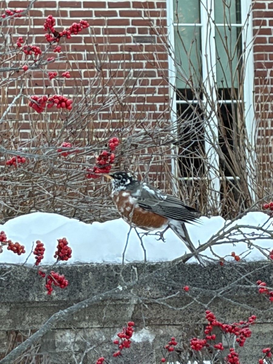American Robin - ML646607502