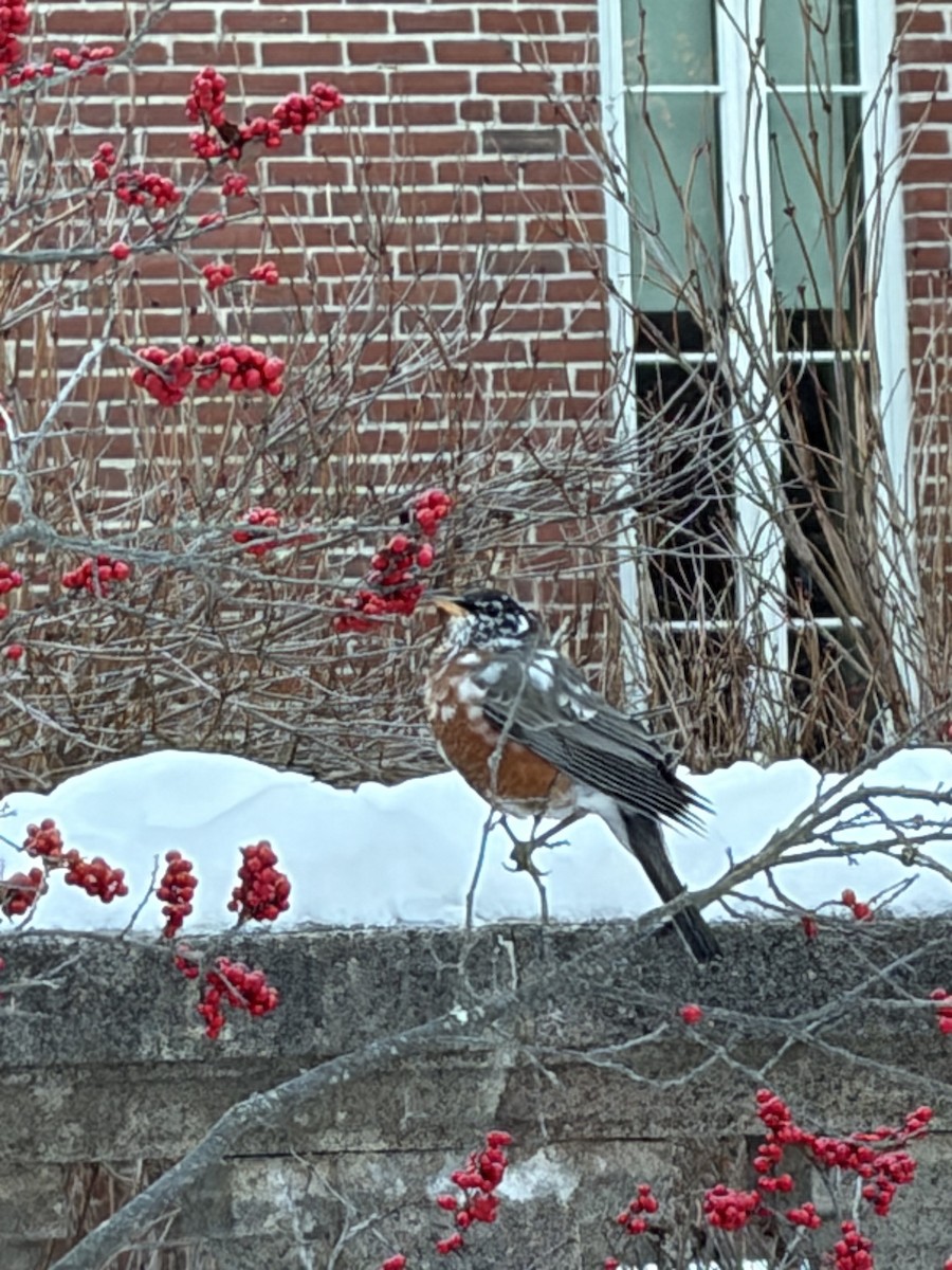 American Robin - ML646607503