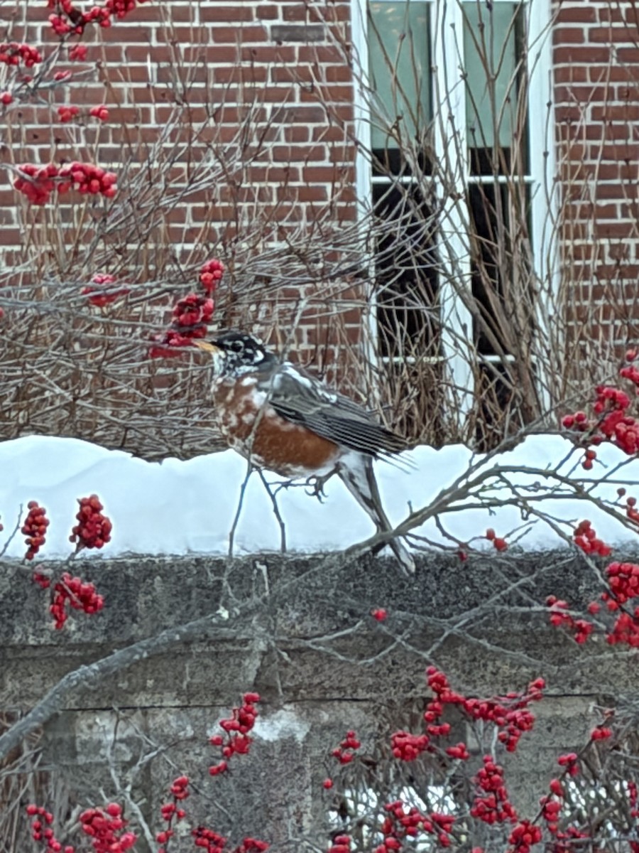 American Robin - ML646607504