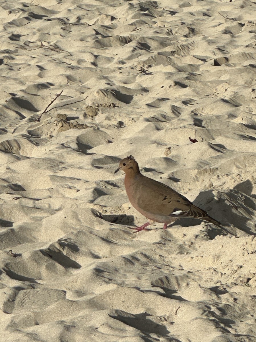 Zenaida Dove - ML646607505