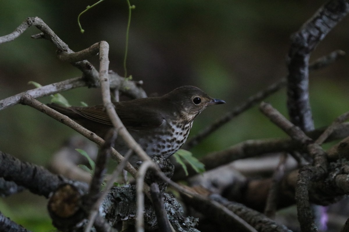 Swainson's Thrush - ML646607507