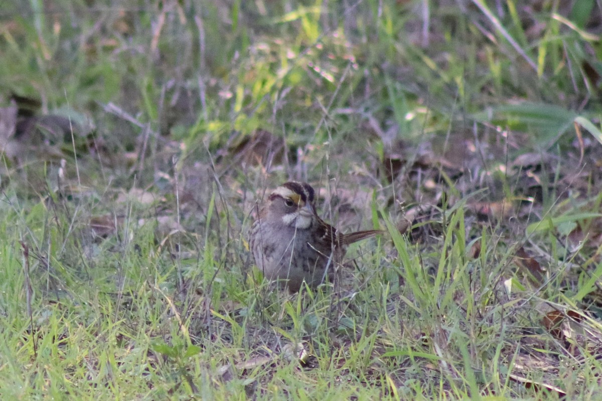 White-throated Sparrow - ML646607508