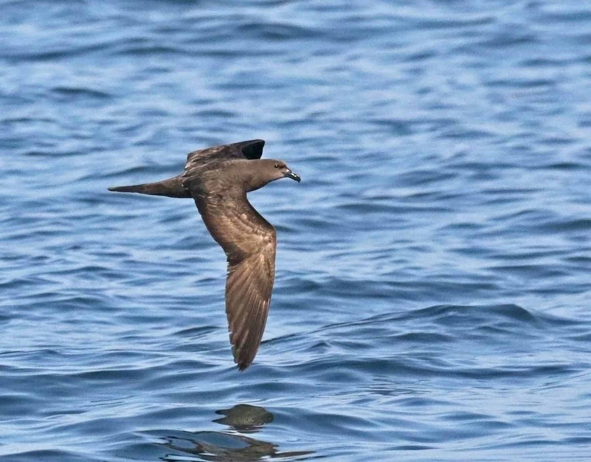 Jouanin's Petrel - ML646607510