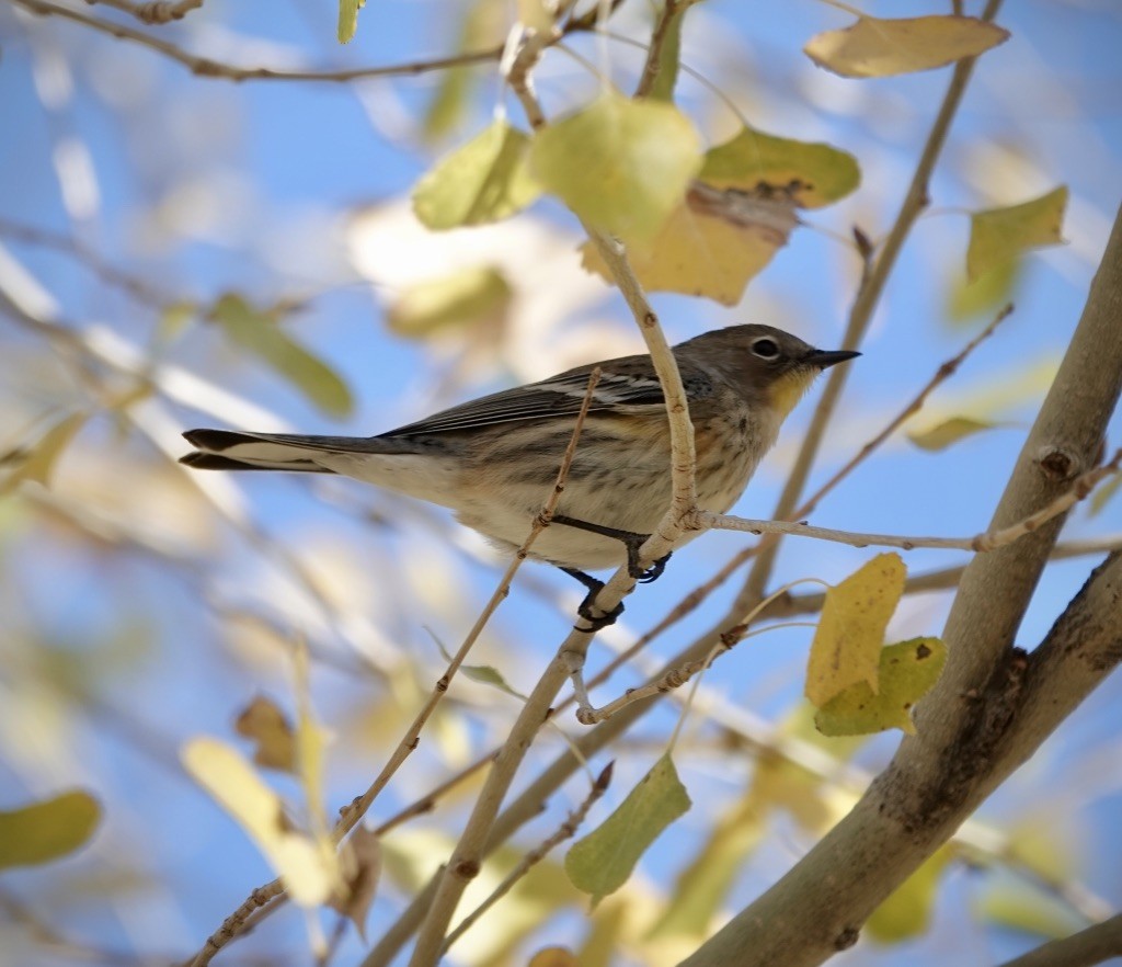 Yellow-rumped Warbler (Audubon's) - ML646607513