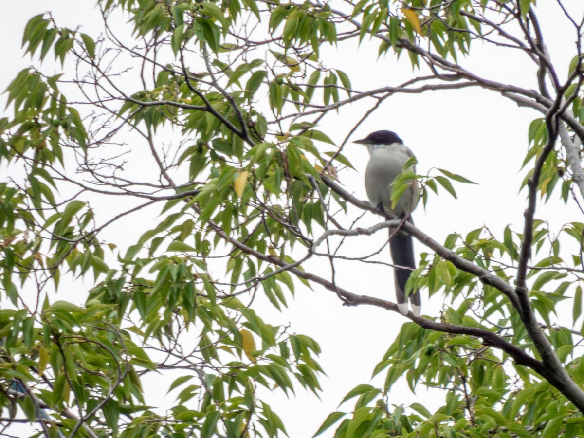 asurskjære (japonica) - ML646607516