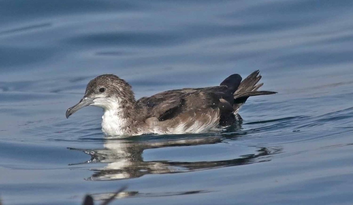 Persian Shearwater - ML646607518