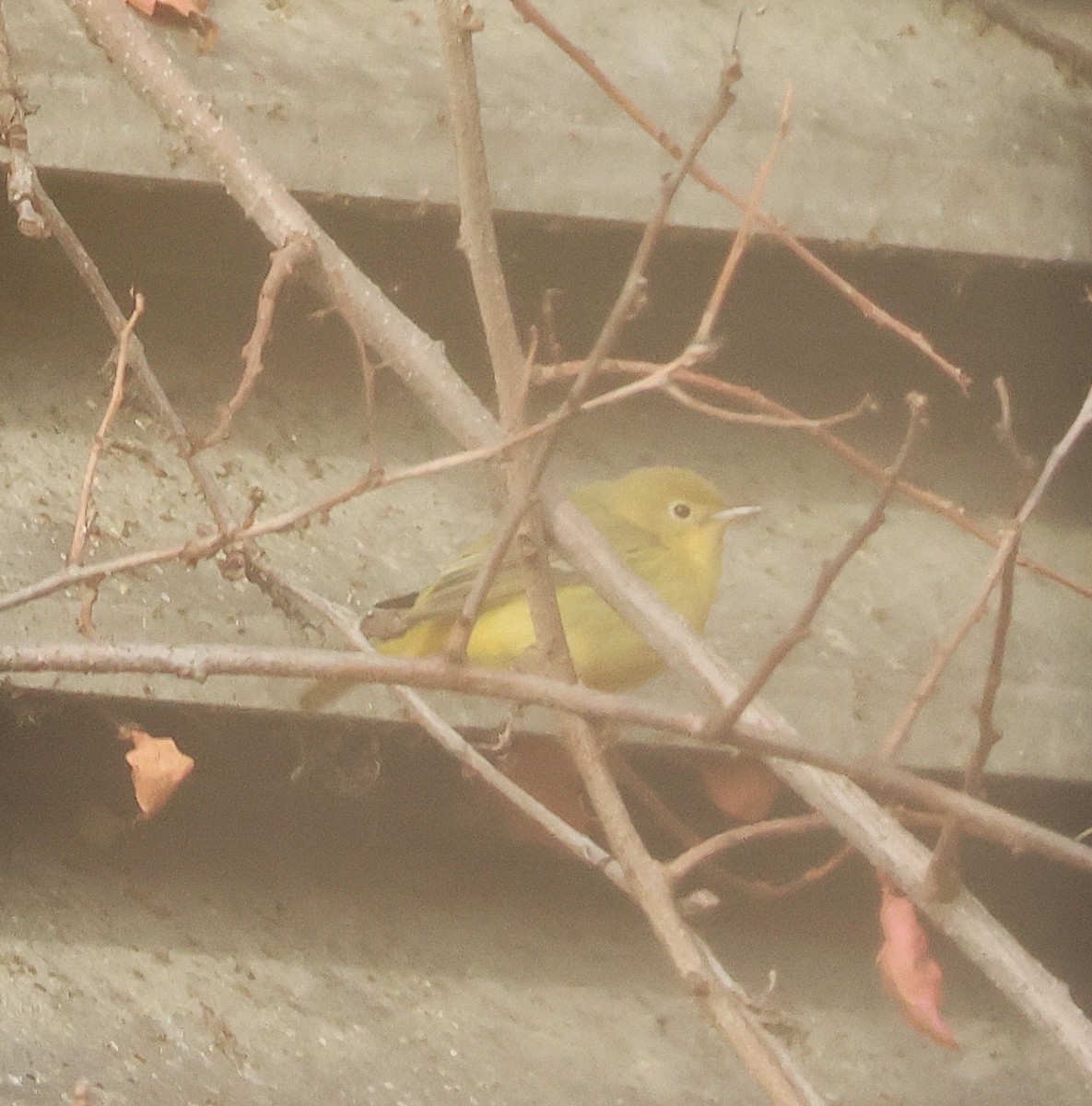 Sarı Ötleğen - ML646607519