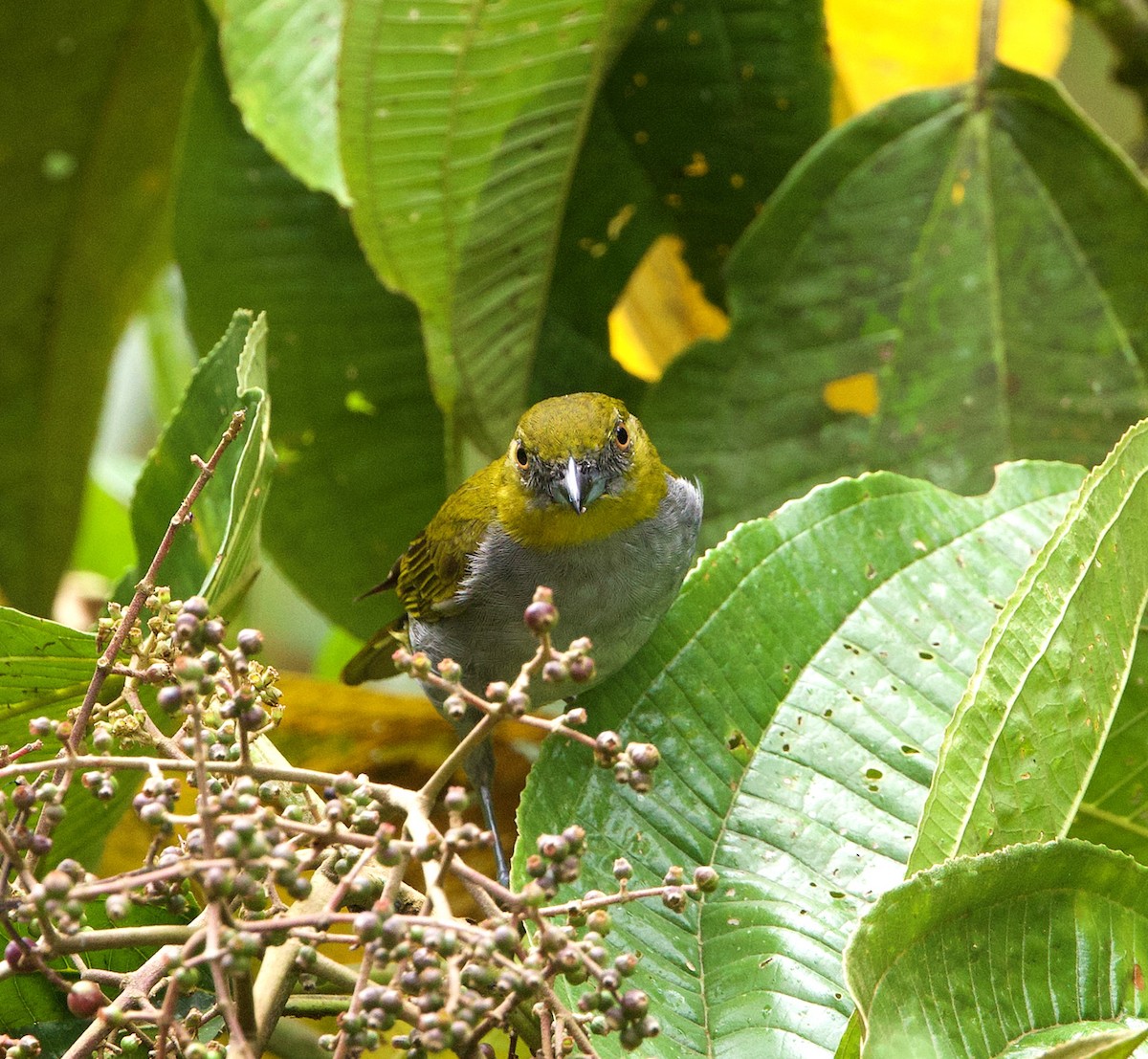 Yellow-throated Chlorospingus - ML646607523