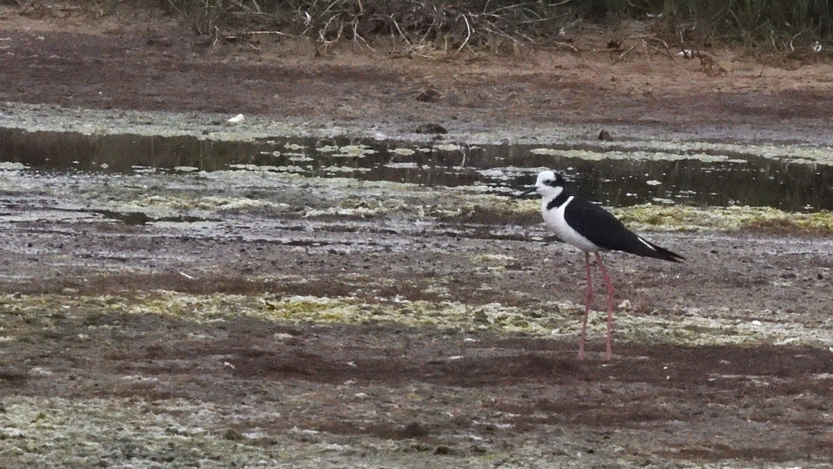 Black-necked Stilt (White-backed) - ML646607529