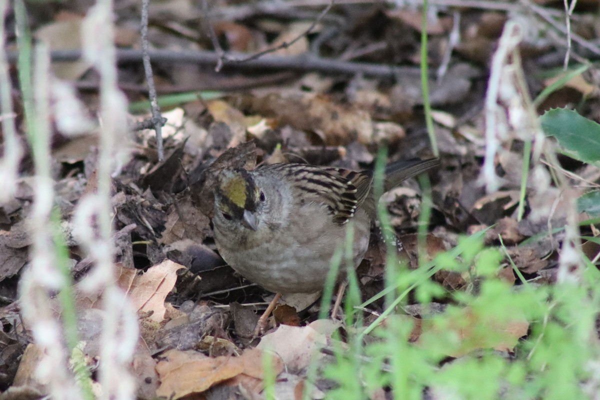 Golden-crowned Sparrow - ML646607530