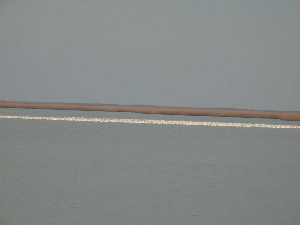 Snow Goose - ML646607531