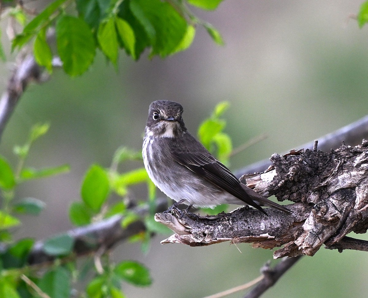 gråflankefluesnapper - ML646607532