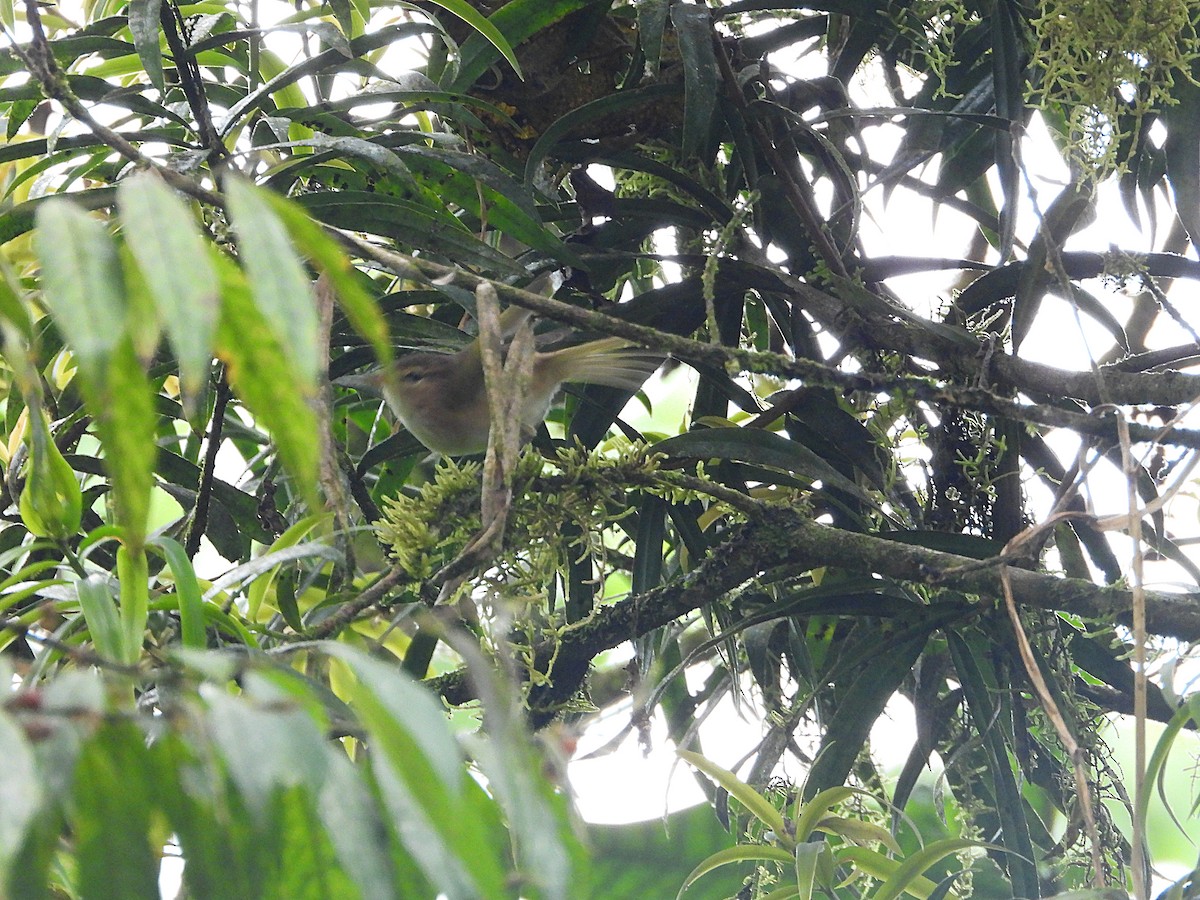 Brown Woodland-Warbler - ML646607534