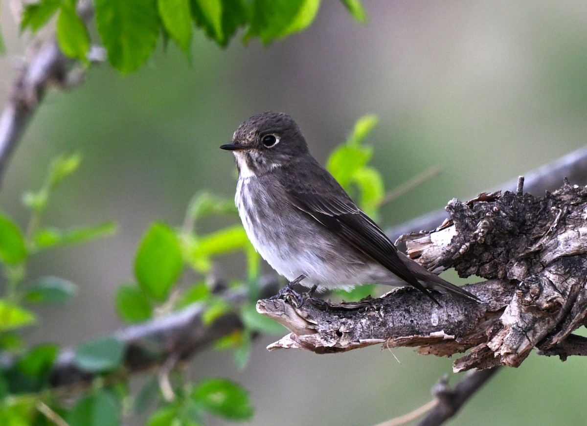 gråflankefluesnapper - ML646607535