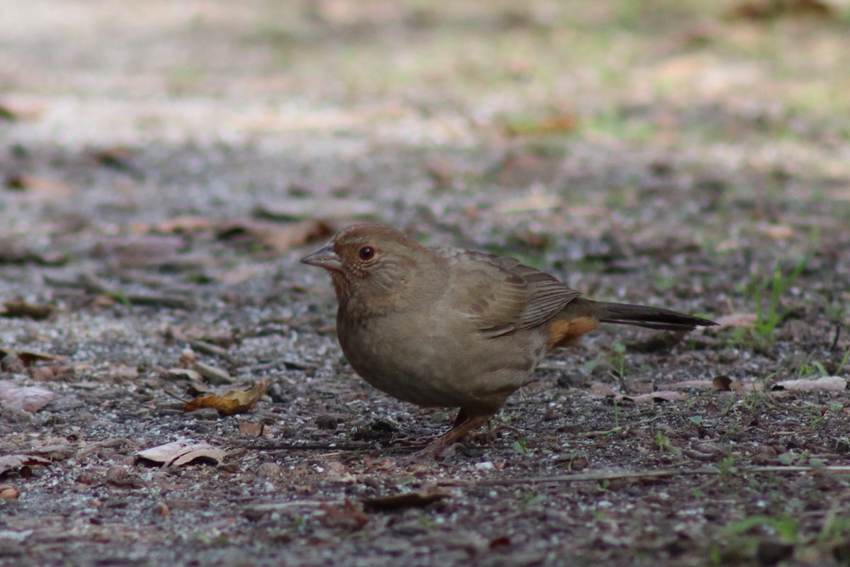 California Towhee - ML646607538