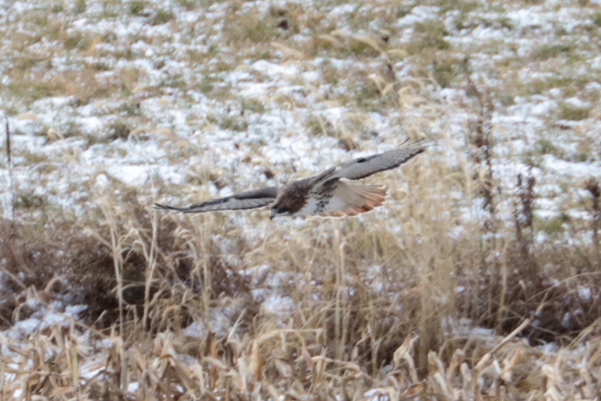 rødstjertvåk - ML646607540