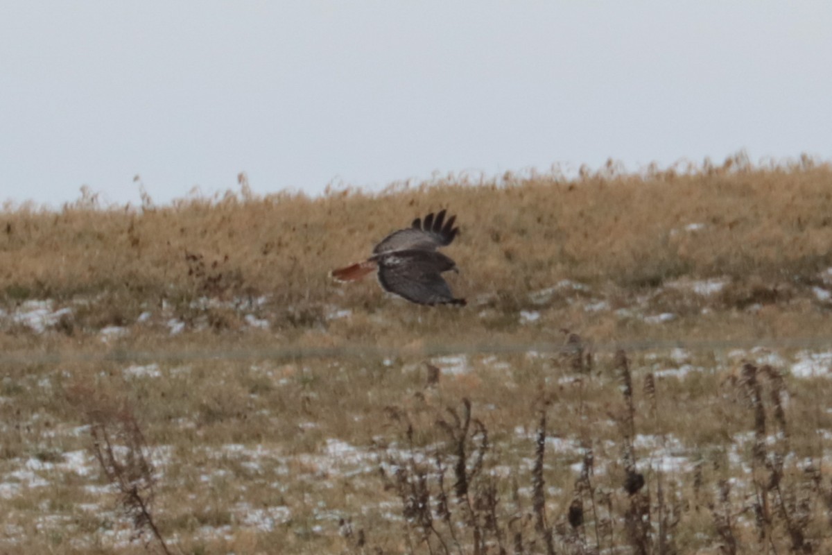 rødstjertvåk - ML646607541