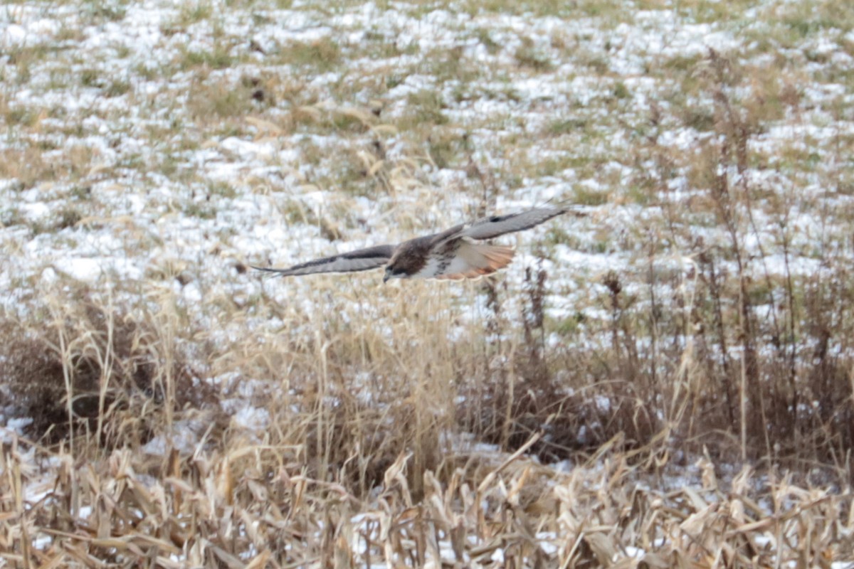 rødstjertvåk - ML646607542