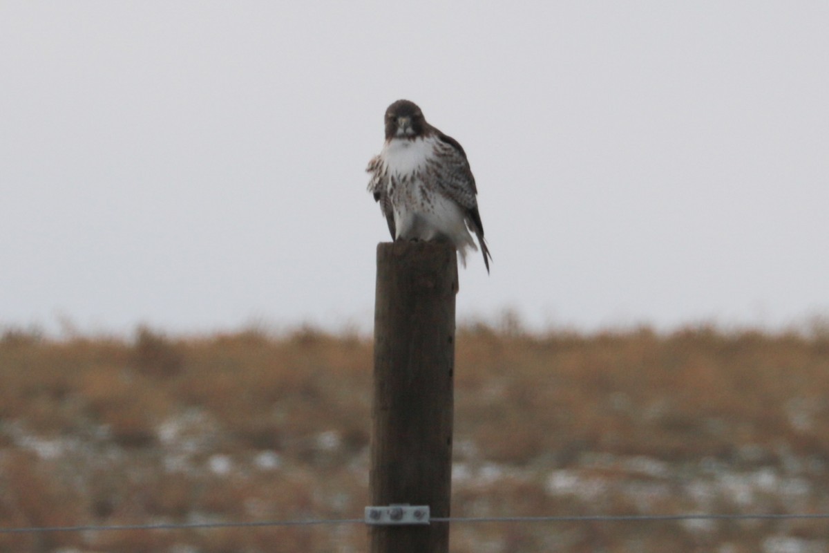 rødstjertvåk - ML646607544