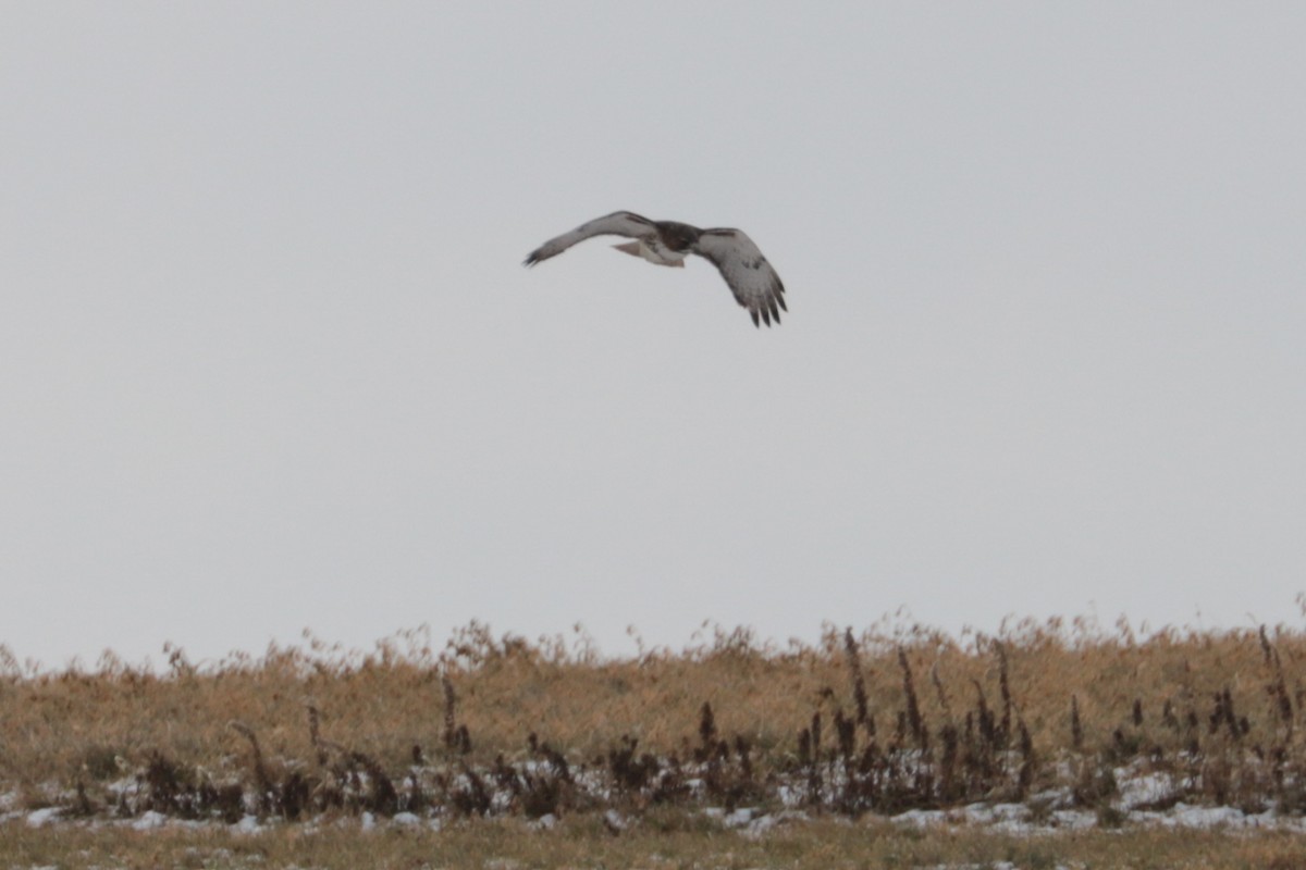 rødstjertvåk - ML646607548