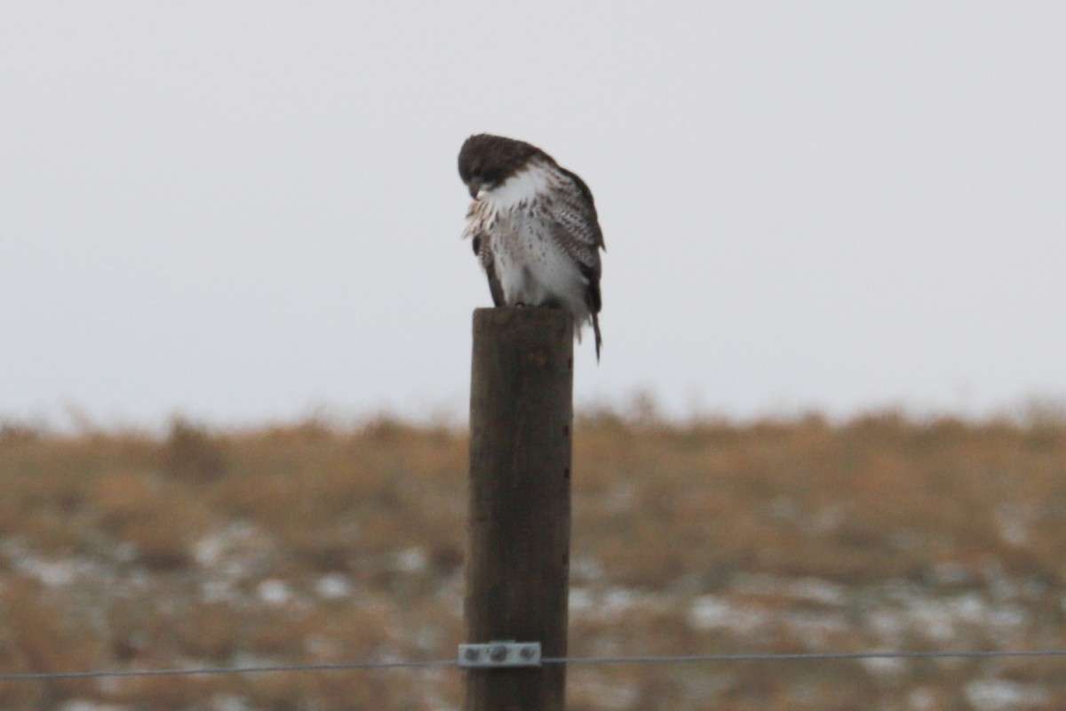 rødstjertvåk - ML646607549