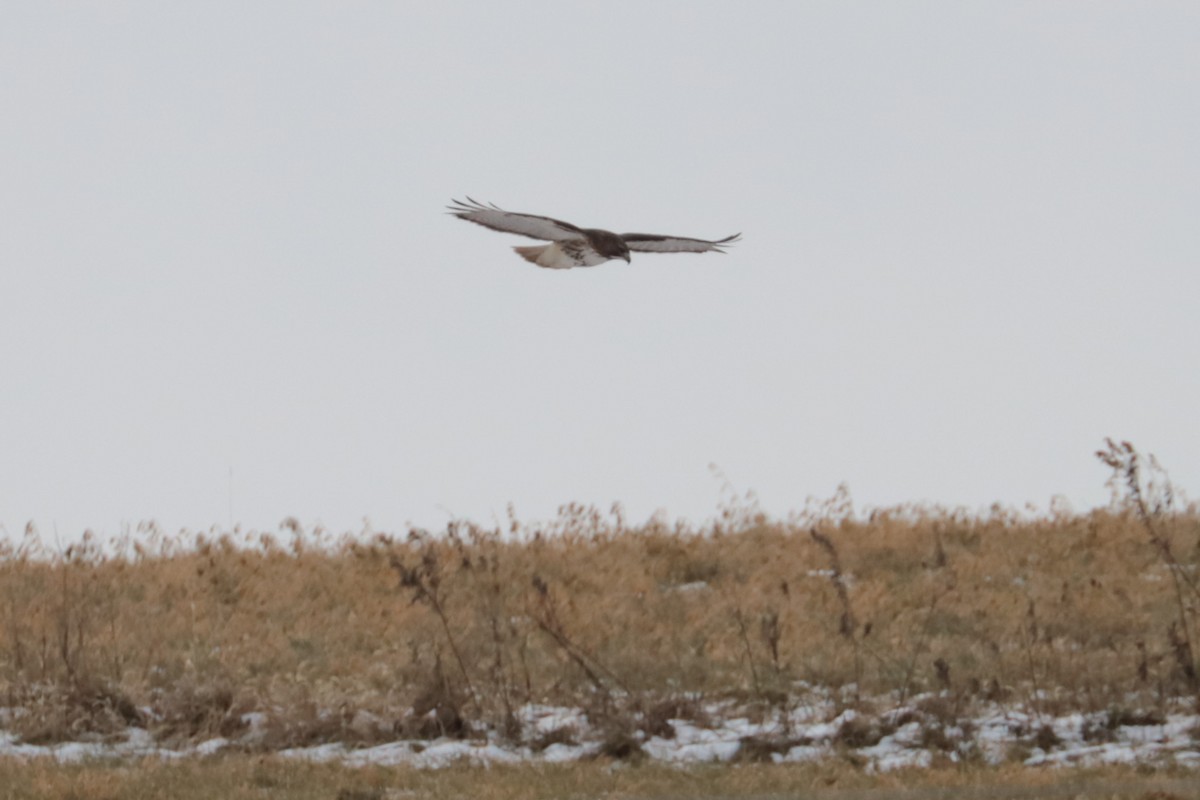 rødstjertvåk - ML646607552