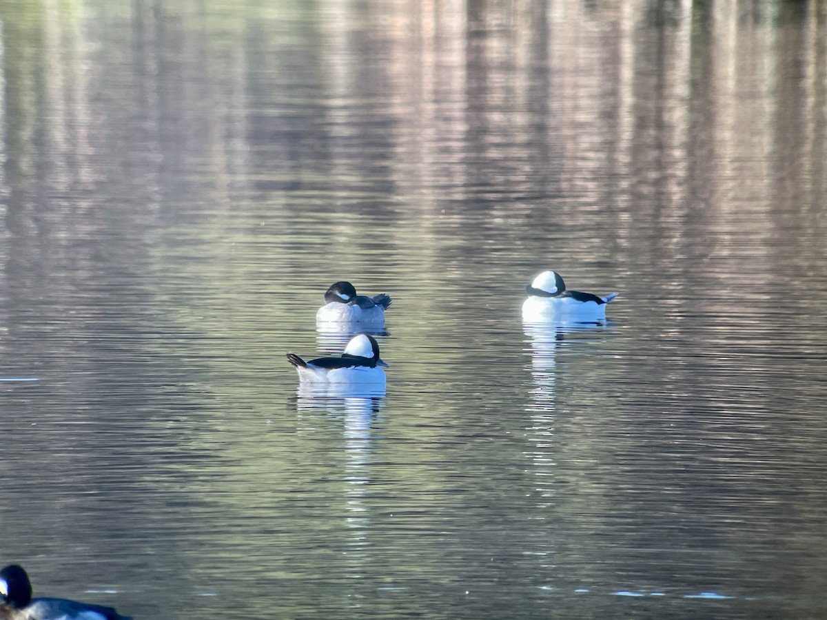 Bufflehead - ML646607553