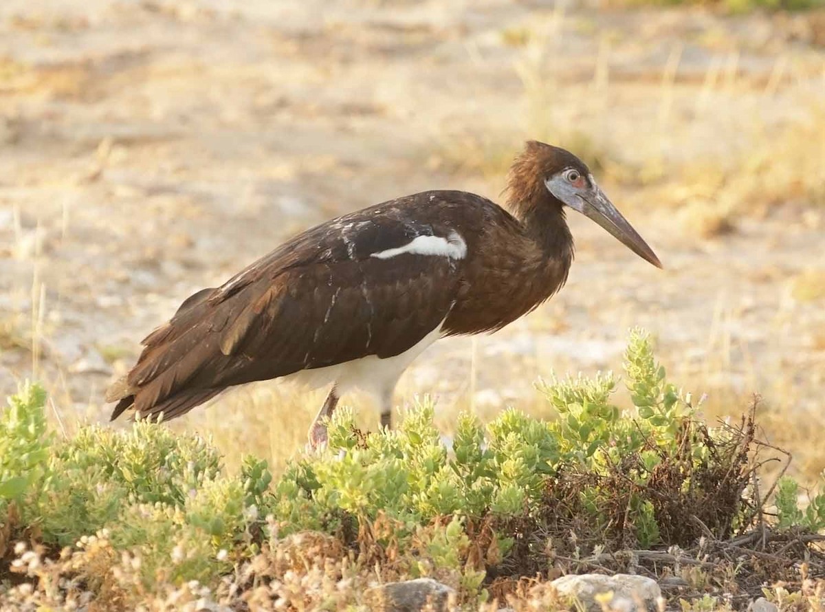 חסידת אבדים - ML646607557