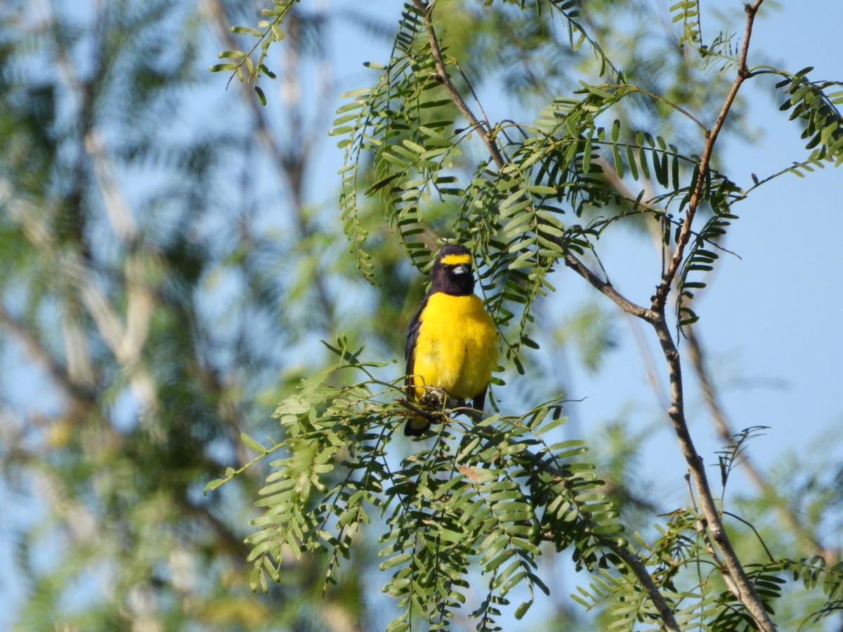 Гутурама чагарникова - ML646607558