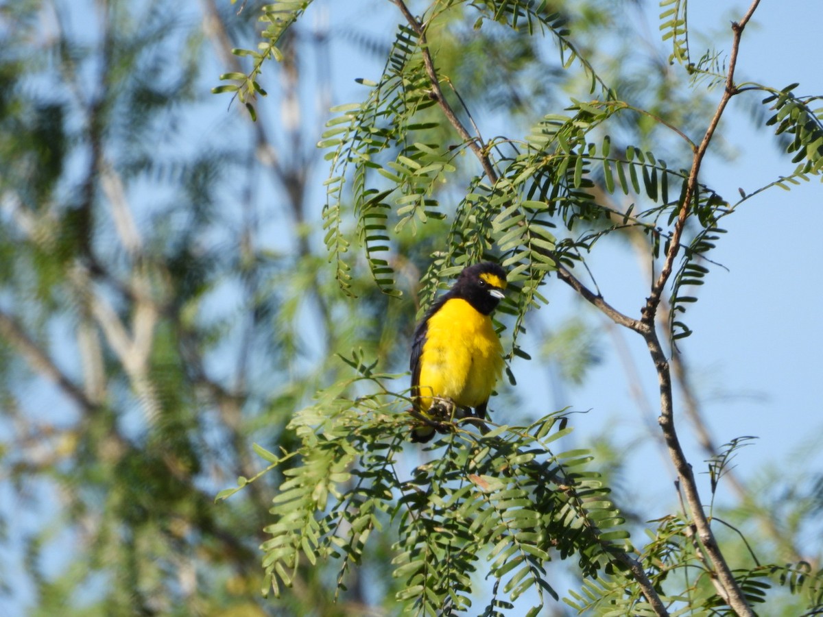 Гутурама чагарникова - ML646607559