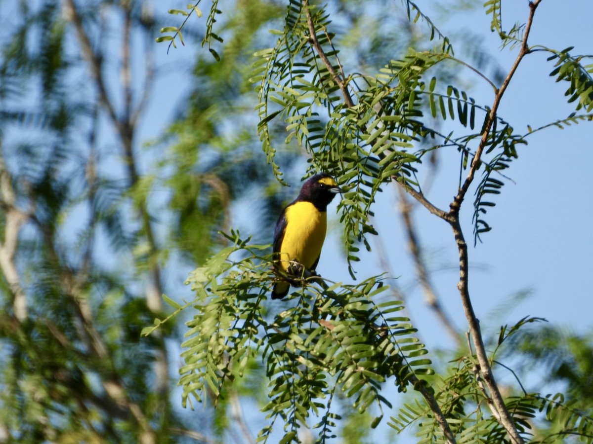 Гутурама чагарникова - ML646607560